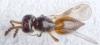 Aphanogmus sp.